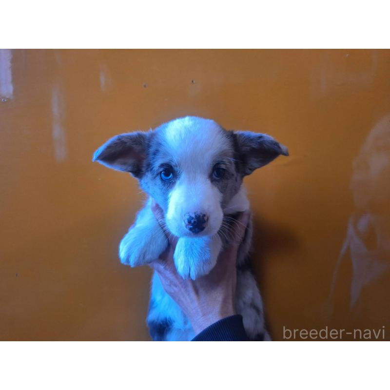 販売中の千葉県のウェルシュコーギーカーディガン-435208の1枚目