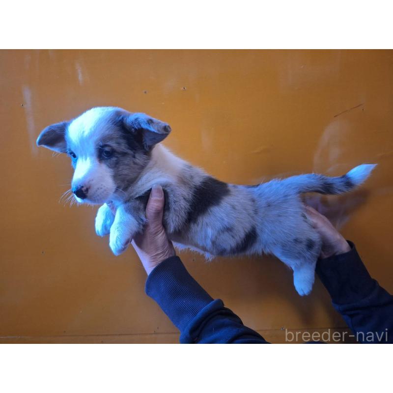 販売中の千葉県のウェルシュコーギーカーディガン-435208の4枚目