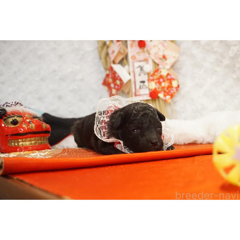 販売中の広島県のタイニープードル-435210の3枚目