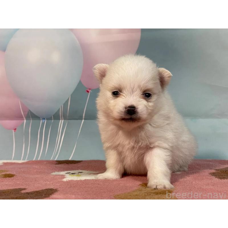 販売中の埼玉県のポメラニアン-435211の5枚目