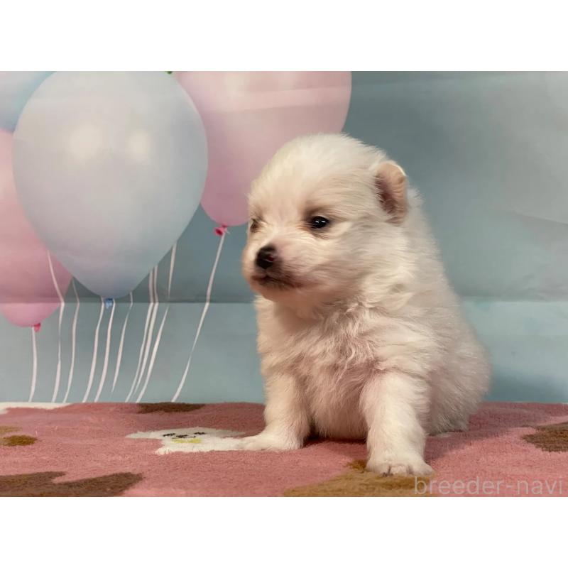 販売中の埼玉県のポメラニアン-435211の4枚目