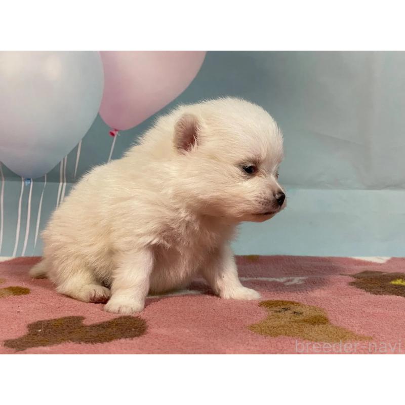 販売中の埼玉県のポメラニアン-435211の3枚目