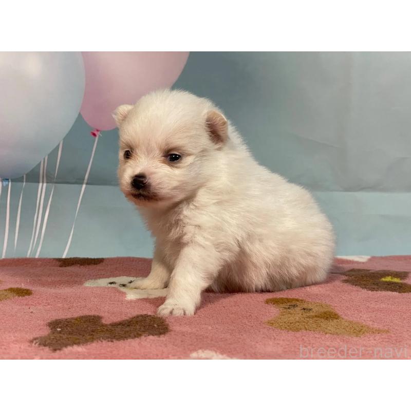 販売中の埼玉県のポメラニアン-435211の2枚目