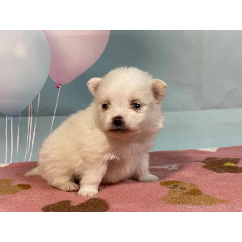 販売中の埼玉県のポメラニアン-435211