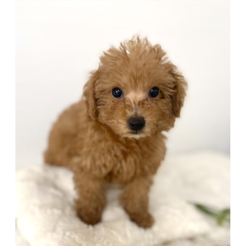 販売中の静岡県のトイプードル-435212の4枚目