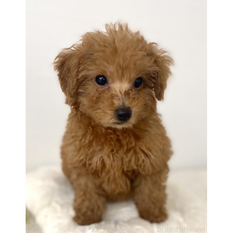 販売中の静岡県のトイプードル-435212の2枚目