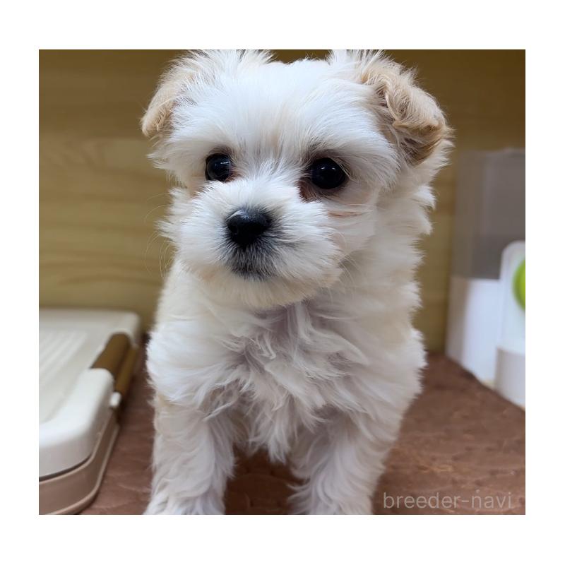 販売中の東京都のミックス犬-432872の4枚目