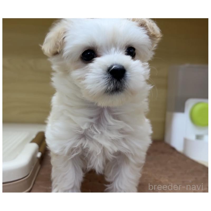 販売中の東京都のミックス犬-432872