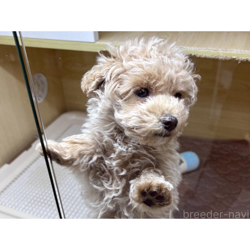 販売中の東京都のマルプー:マルチーズ×トイプードル-428388の2枚目