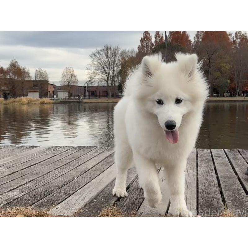 販売中の東京都のサモエド-406021の2枚目