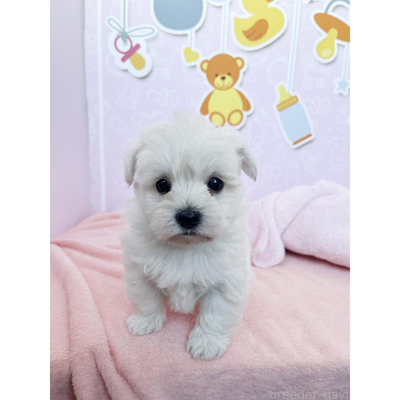 成約済の東京都のミックス犬-431451の5枚目