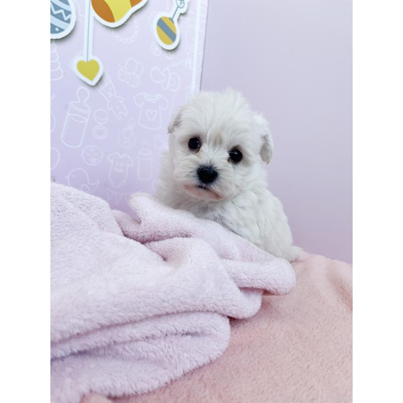 成約済の東京都のミックス犬-431451の4枚目