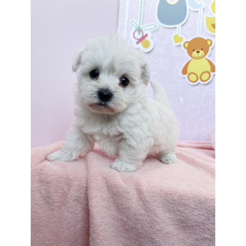 成約済の東京都のミックス犬-431451の3枚目