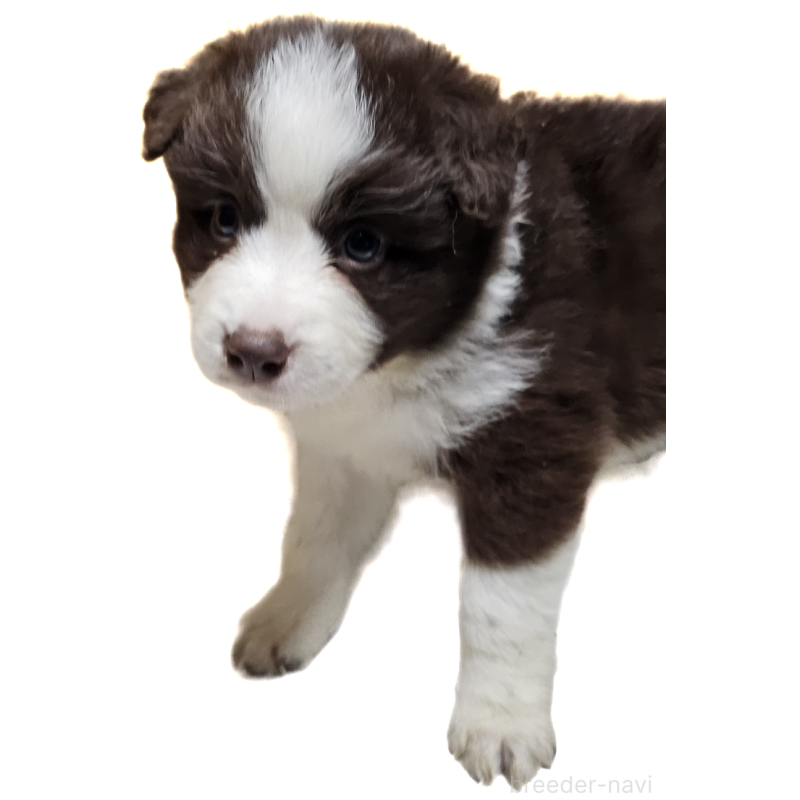 販売中の岩手県のボーダーコリー-435214の1枚目