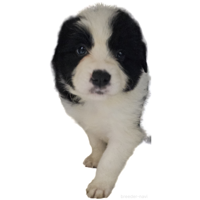 販売中の岩手県のボーダーコリー-435215