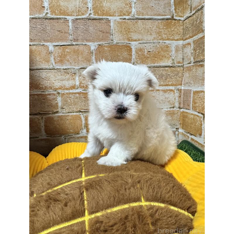 販売中の茨城県のマルチーズ-435219の2枚目
