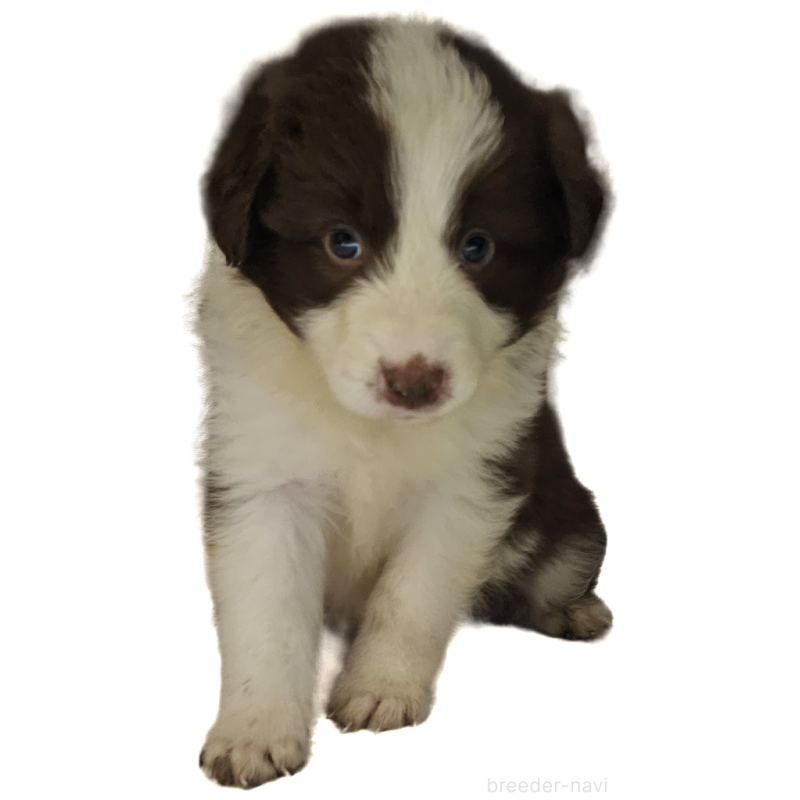 販売中の岩手県のボーダーコリー-435217