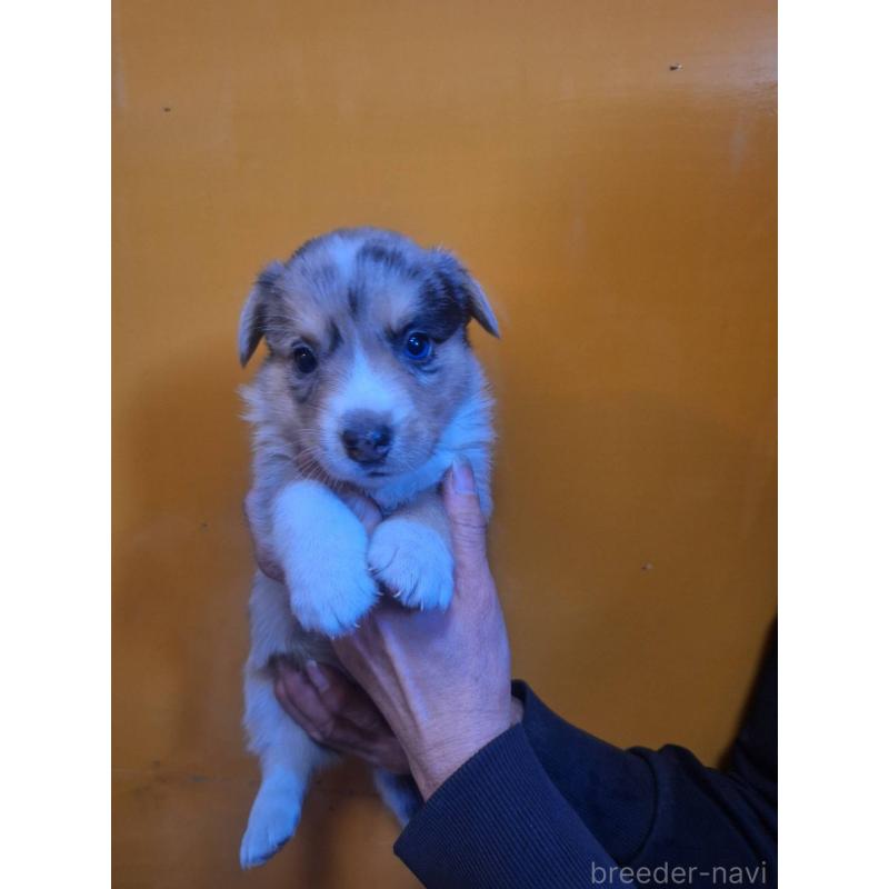 販売中の千葉県のウェルシュコーギーカーディガン-435218