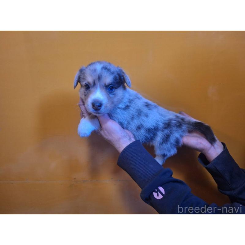 販売中の千葉県のウェルシュコーギーカーディガン-435218の5枚目