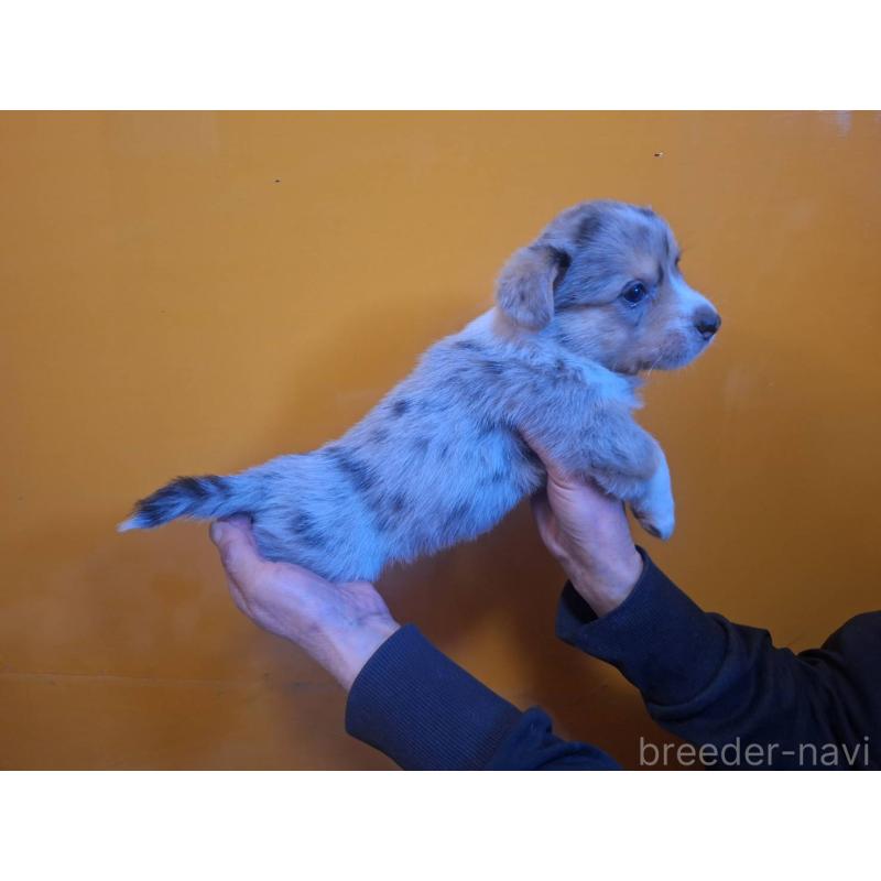 販売中の千葉県のウェルシュコーギーカーディガン-435218の4枚目