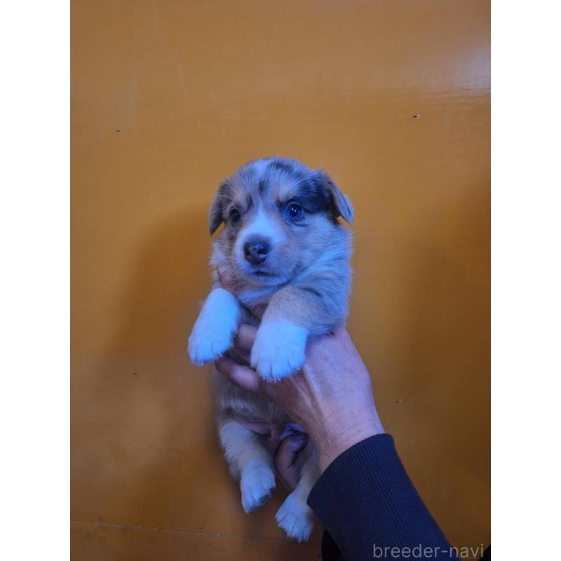 販売中の千葉県のウェルシュコーギーカーディガン-435218の2枚目