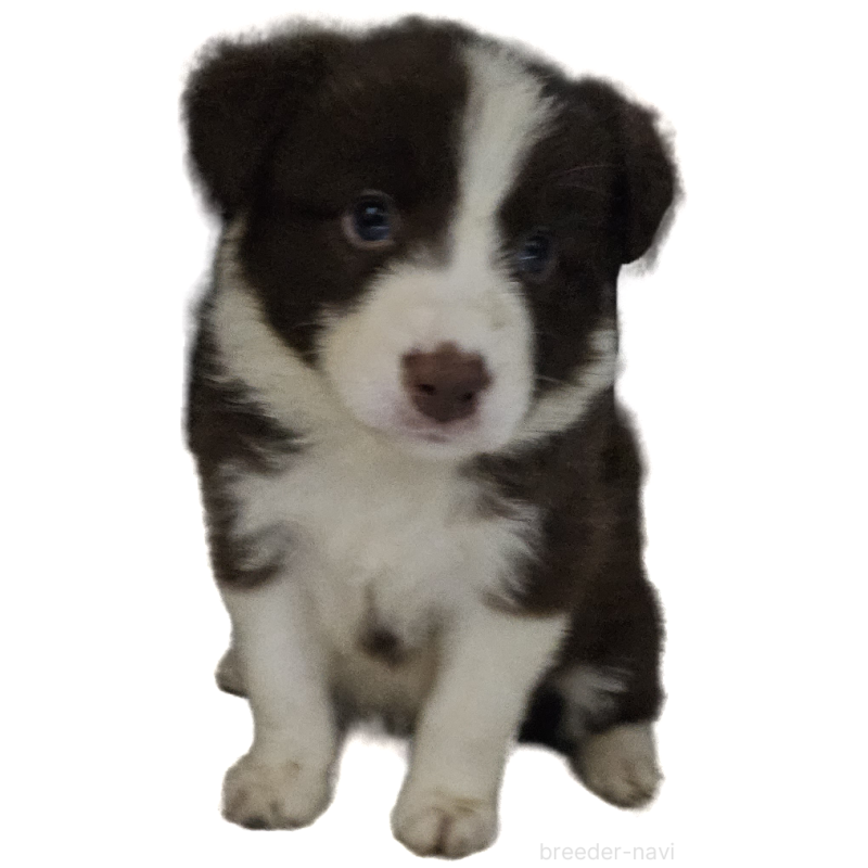 販売中の岩手県のボーダーコリー-435220