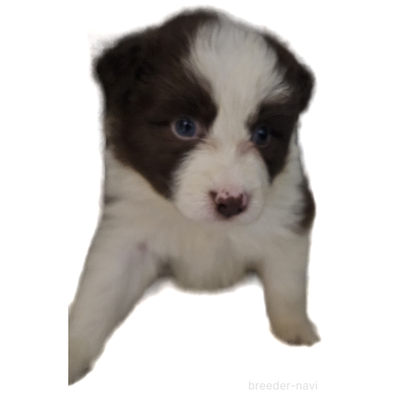 販売中の岩手県のボーダーコリー-435221