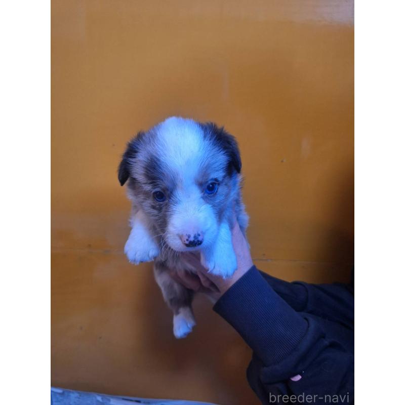 販売中の千葉県のウェルシュコーギーカーディガン-435222