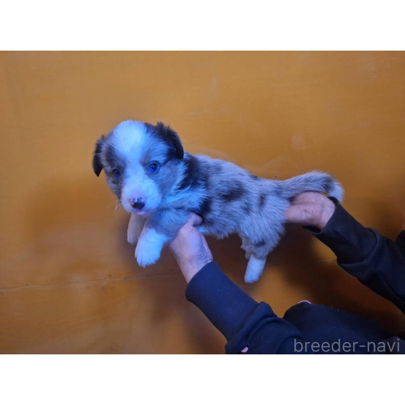 販売中の千葉県のウェルシュコーギーカーディガン-435222の4枚目