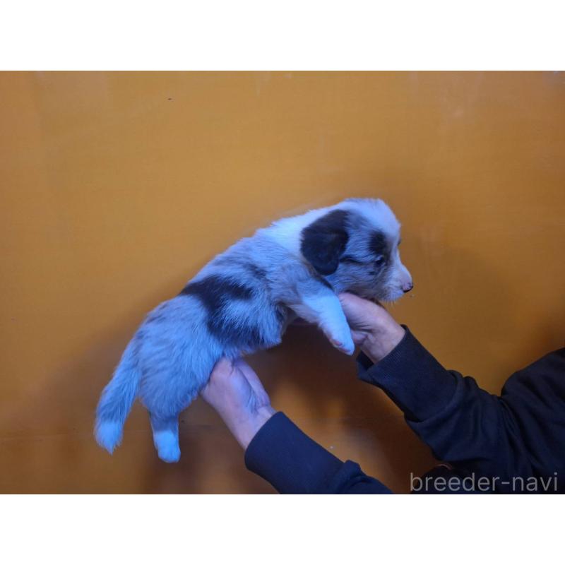 販売中の千葉県のウェルシュコーギーカーディガン-435222の3枚目