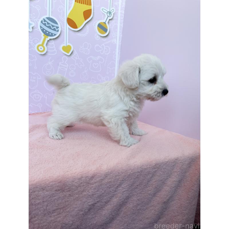 成約済の東京都のミックス犬-431470の3枚目