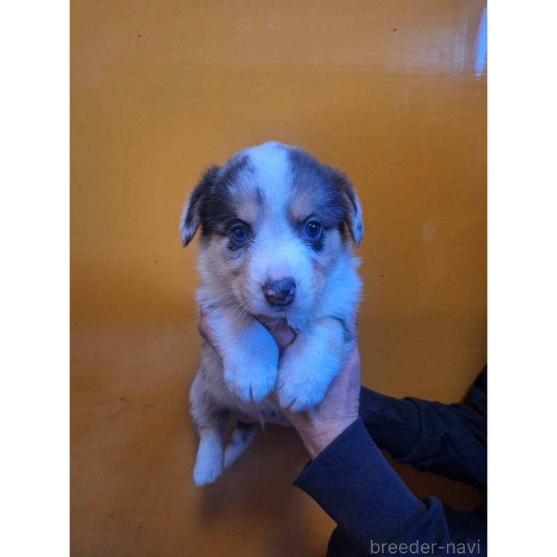 販売中の千葉県のウェルシュコーギーカーディガン-435224