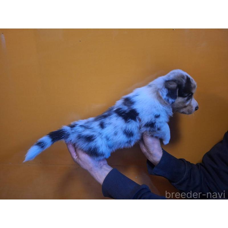 販売中の千葉県のウェルシュコーギーカーディガン-435224の4枚目