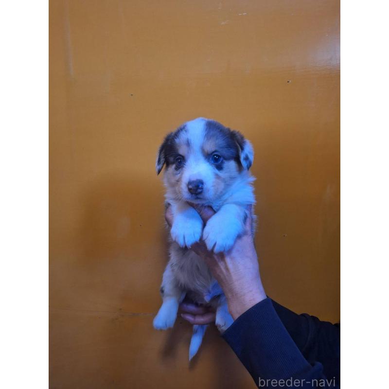 販売中の千葉県のウェルシュコーギーカーディガン-435224の2枚目