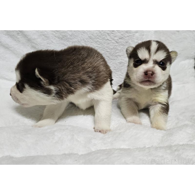 販売中の岩手県のシベリアンハスキー-433520