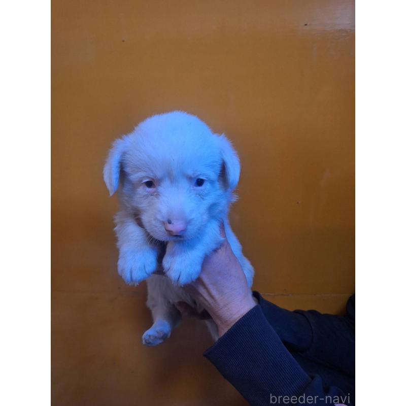 販売中の千葉県のウェルシュコーギーカーディガン-435225