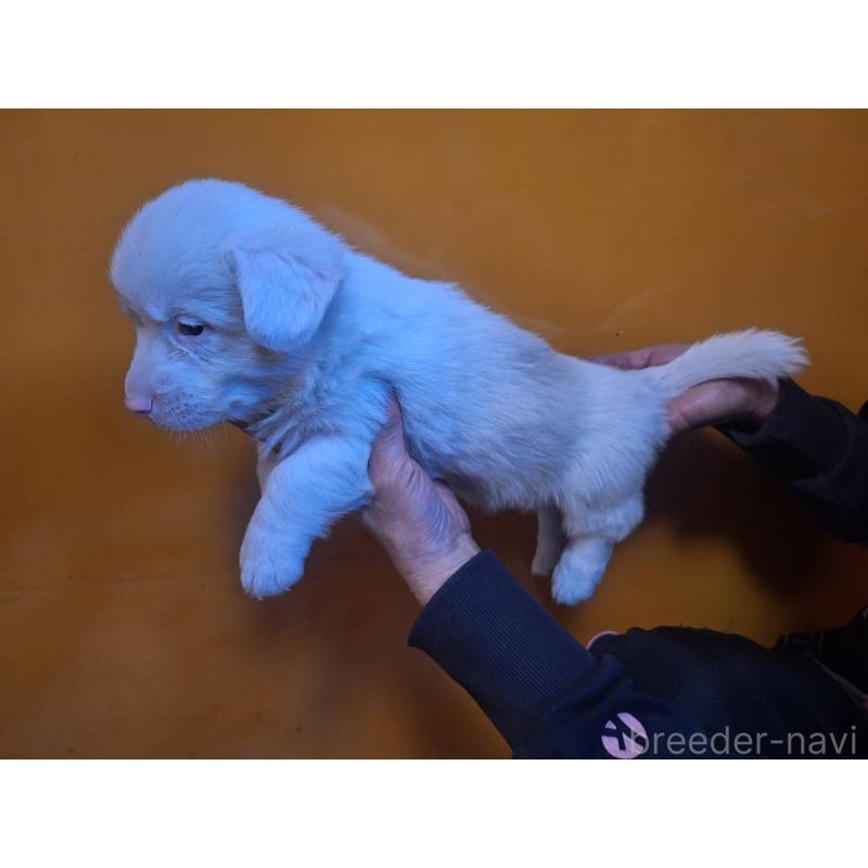 販売中の千葉県のウェルシュコーギーカーディガン-435225の4枚目