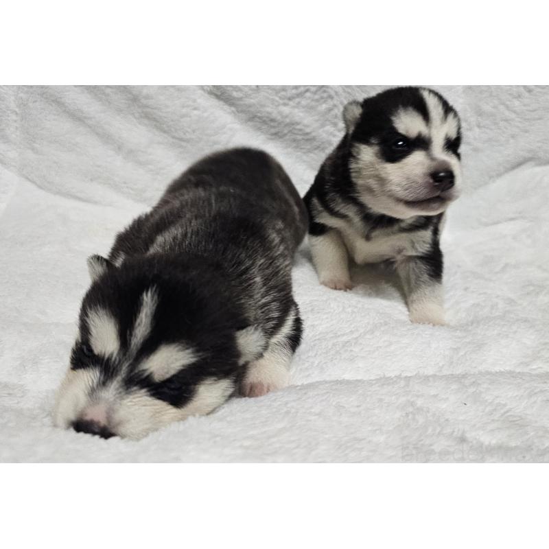 販売中の岩手県のシベリアンハスキー-433522