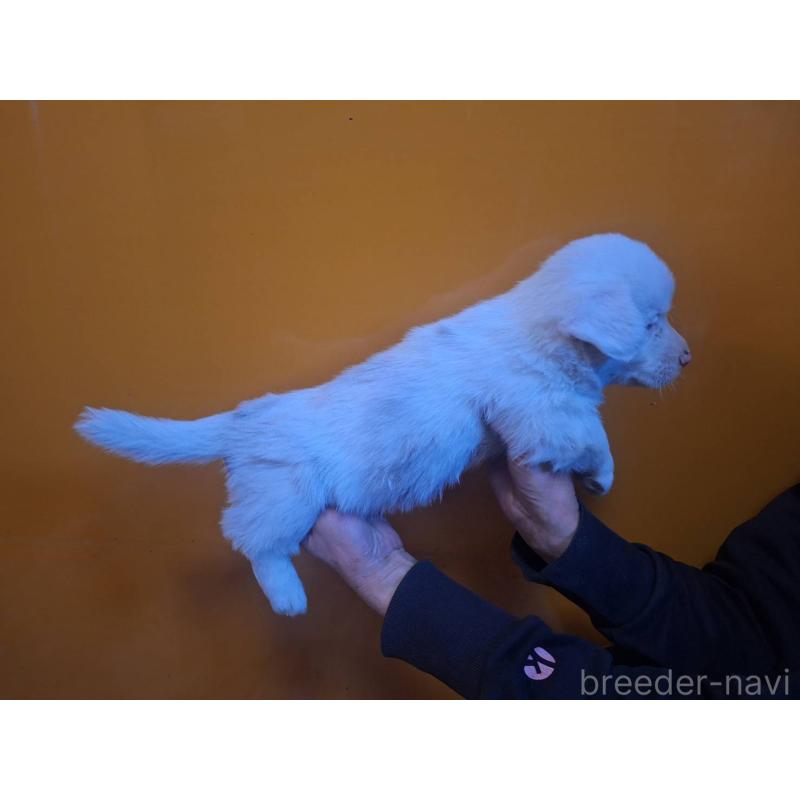 販売中の千葉県のウェルシュコーギーカーディガン-435225の3枚目