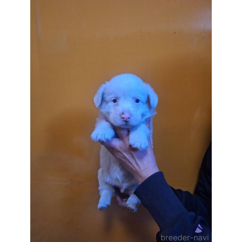 販売中の千葉県のウェルシュコーギーカーディガン-435225の2枚目