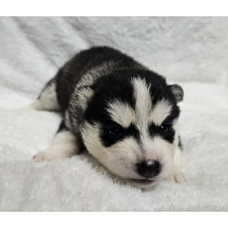 販売中の岩手県のシベリアンハスキー-433521