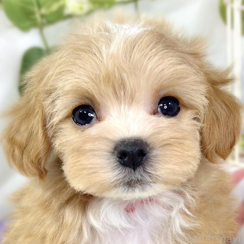 成約済ののマルプー:マルチーズ×トイプードル-433782