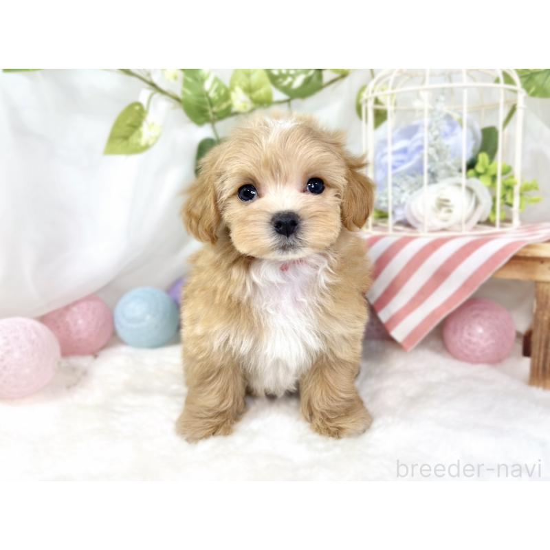 成約済の滋賀県のマルプー:マルチーズ×トイプードル-433782の4枚目