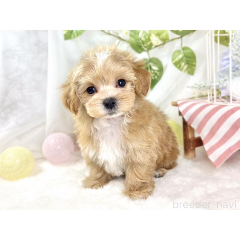 成約済の滋賀県のマルプー:マルチーズ×トイプードル-433782の3枚目