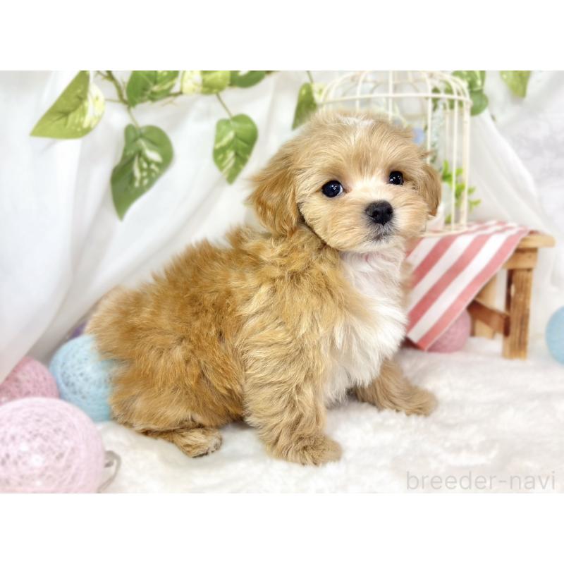 成約済の滋賀県のマルプー:マルチーズ×トイプードル-433782の2枚目