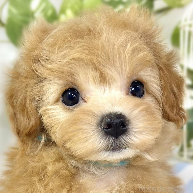 販売中の滋賀県のマルプー:マルチーズ×トイプードル-433783