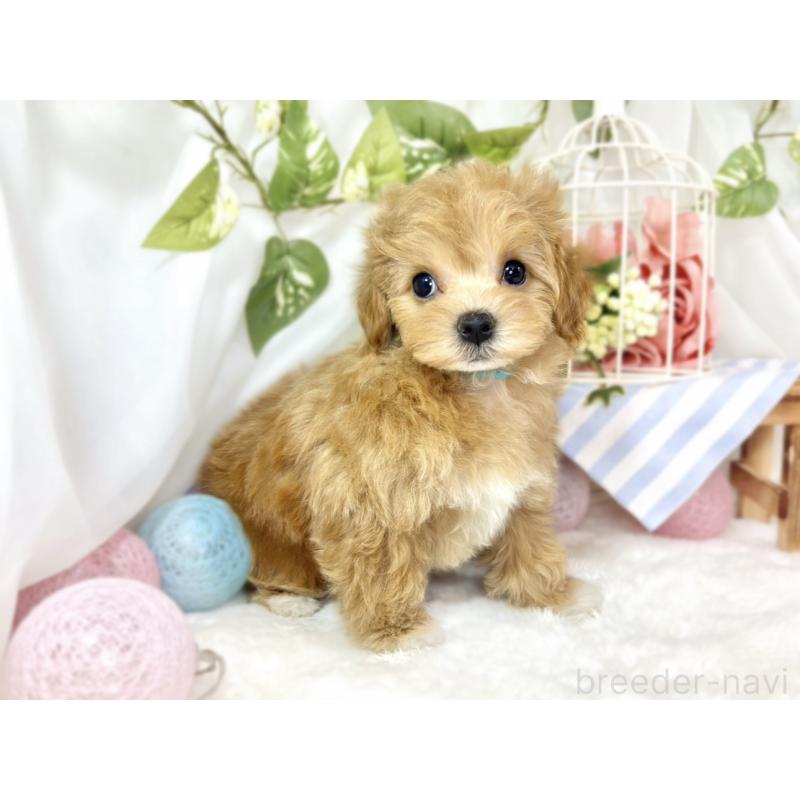 成約済の滋賀県のマルプー:マルチーズ×トイプードル-433783の4枚目