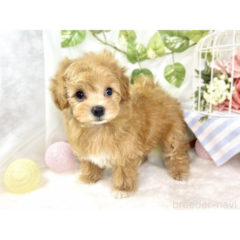 成約済の滋賀県のマルプー:マルチーズ×トイプードル-433783の2枚目