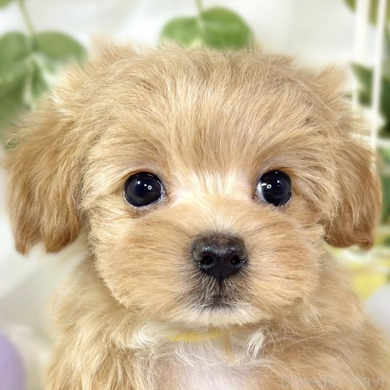 販売中の滋賀県のマルプー:マルチーズ×トイプードル-433784