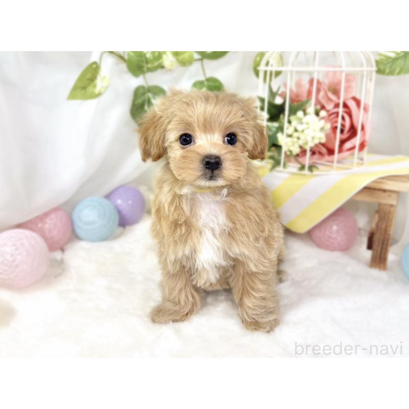 成約済の滋賀県のマルプー:マルチーズ×トイプードル-433784の4枚目